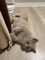 Lost Male Cat last seen Las Lomas, Brea, CA 92821