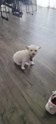 Reunited Female Dog last seen Muir Lane and Sunbury, Fort Collins, CO 80524