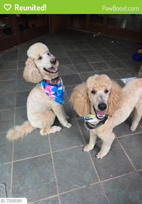 Reunited Male Dog last seen Just west of Hampton Road entrance to Fountainhead Park., Fairfax Station, VA 22039