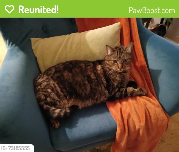 Reunited Male Cat last seen Upland St/Pakachoag Golf Course, Auburn, MA 01501