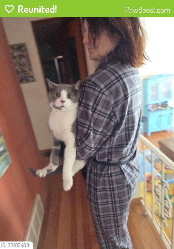 Reunited Male Cat last seen Near Lincolnwood fire department, Lincolnwood, IL 60712