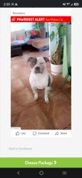 Lost Male Dog last seen San Mateo high School, San Mateo, CA 94401