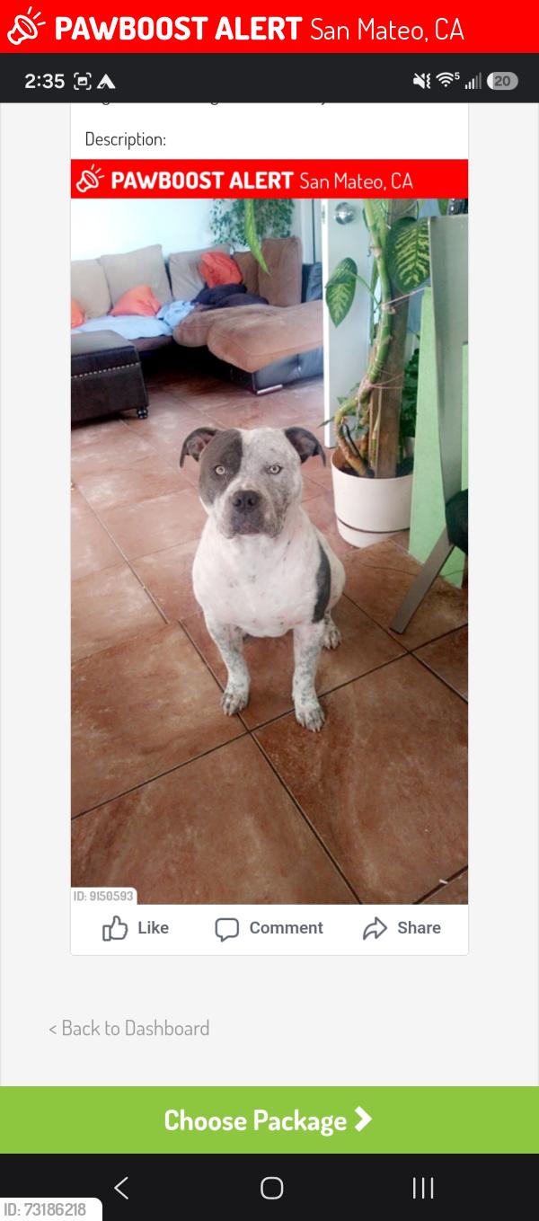 Lost Male Dog last seen San Mateo high School, San Mateo, CA 94401