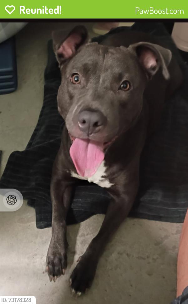 Reunited Female Dog last seen Near N Federal Hwy Dania Beach, FL, Dania Beach, FL 33004