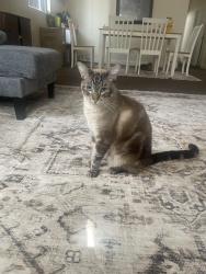 Lost Male Cat last seen St Odilia catholic church, Los Angeles, CA 90011