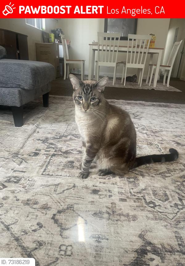 Lost Male Cat last seen St Odilia catholic church, Los Angeles, CA 90011