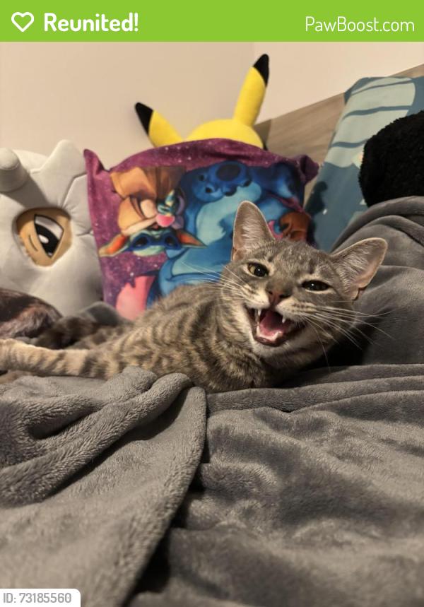 Reunited Female Cat last seen Democracy Lane and University Drive, Fairfax, VA 22030