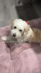 Reunited Female Dog last seen Someone seen her at Edenwood Dr. running towards Yerba Buena Rd, San Jose, CA 95121