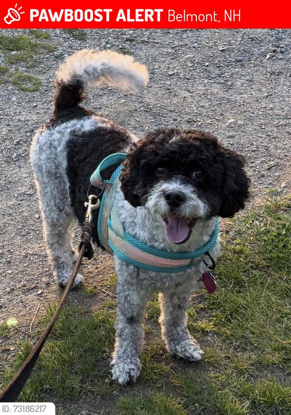Lost Female Dog last seen Jefferson Rd and Wakeman Rd, Belmont, NH 03220