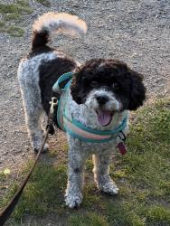 Lost Female Dog last seen Jefferson Rd and Wakeman Rd, Belmont, NH 03220