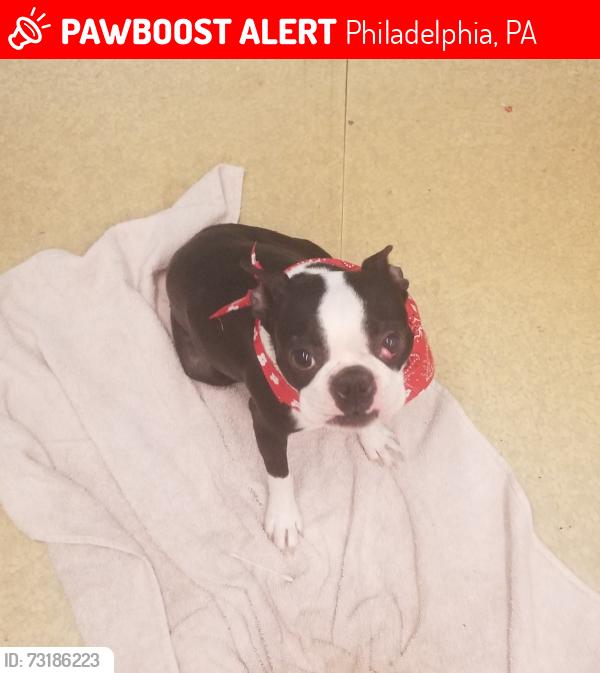 Lost Female Dog last seen Tyson, Philadelphia, PA 19135