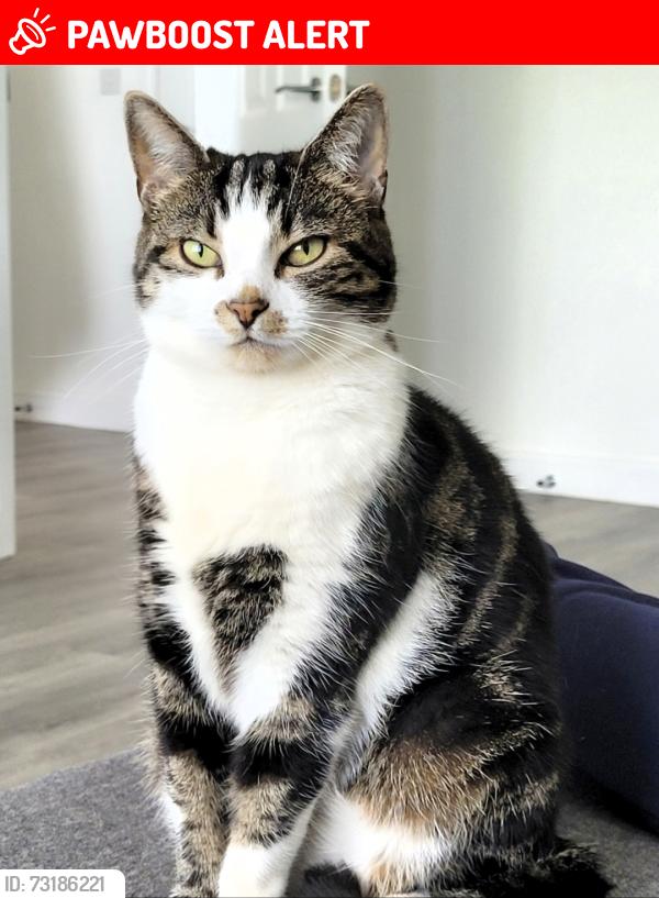 Lost Female Cat last seen Cherry Tree Park Ryhope, Tyne and Wear, England SR2 0FQ