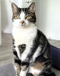 Lost Female Cat last seen Cherry Tree Park Ryhope, Tyne and Wear, England SR2 0FQ