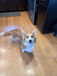 Lost Male Dog last seen Windsor and Pasadena, La Mesa, CA 91941