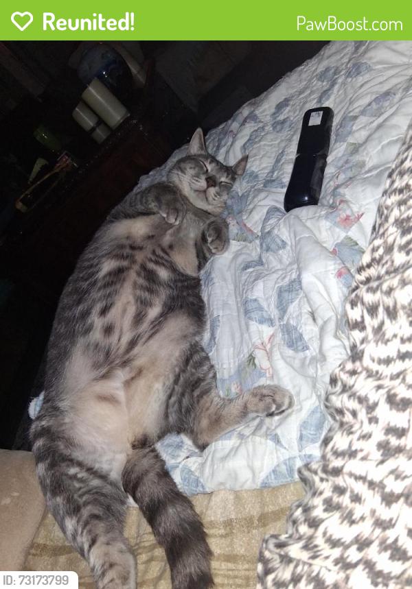 Reunited Male Cat last seen Polo ransom and Reynolda road, Winston-Salem, NC 27106