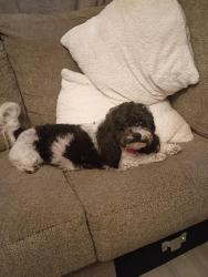 Lost Female Dog last seen Buster lane, Tallahassee, FL 32305