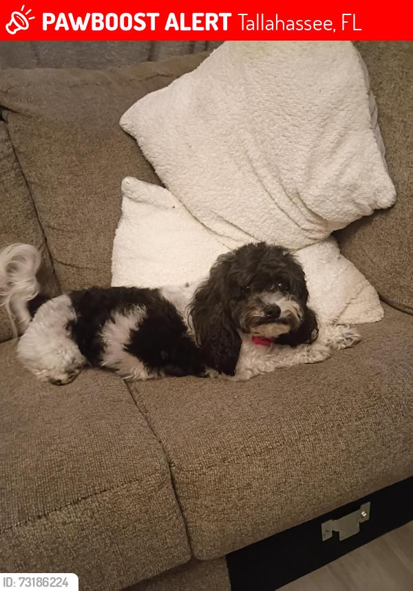 Lost Female Dog last seen Buster lane, Tallahassee, FL 32305