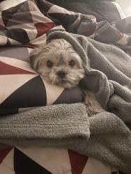 Lost Female Dog last seen S Carrollton, New Orleans, LA 70125