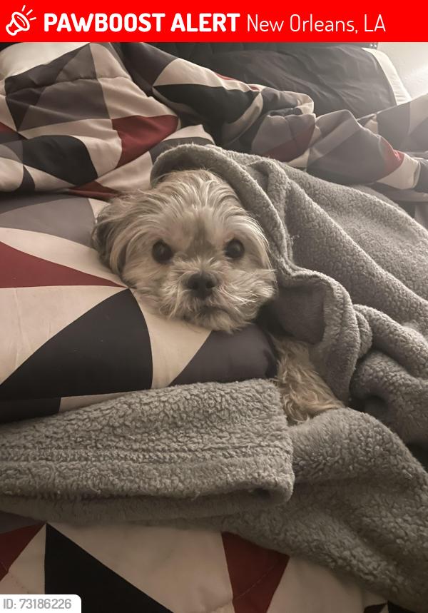 Lost Female Dog last seen S Carrollton, New Orleans, LA 70125