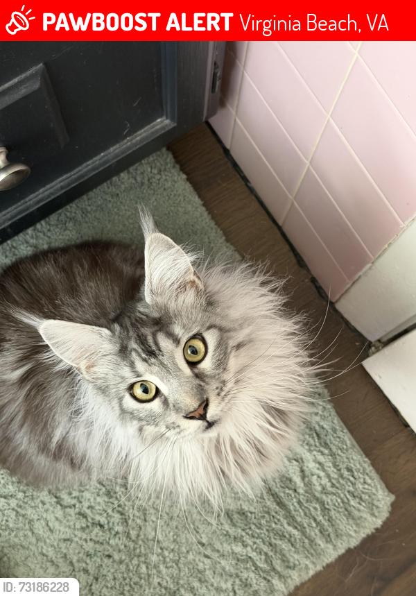Lost Female Cat last seen Firehouse, Virginia Beach, VA 23464