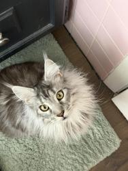 Lost Female Cat last seen Firehouse, Virginia Beach, VA 23464