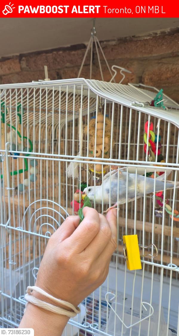 Lost Female Bird last seen Near Banbury Road, M3B 3K8, North York, Toronto, ON M3B 2L7