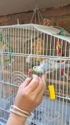 Lost Female Bird last seen Near Banbury Road, M3B 3K8, North York, Toronto, ON M3B 2L7