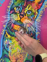 Shelter Stray Female Cat last seen Bexar County, 3353 Morningside Dr, New Braunfels, TX 78132, USA