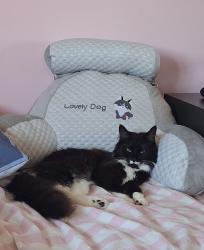 Lost Female Cat last seen Netley view, Hythe, England SO45 3PY