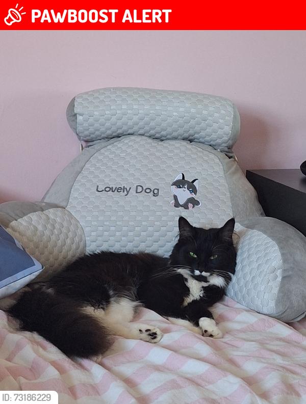 Lost Female Cat last seen Netley view, Hythe, England SO45 3PY