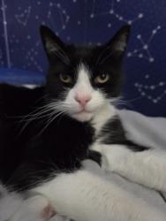 Lost Male Cat last seen Liberty Drive/ Long Lane Stannington S6, South Yorkshire, England 