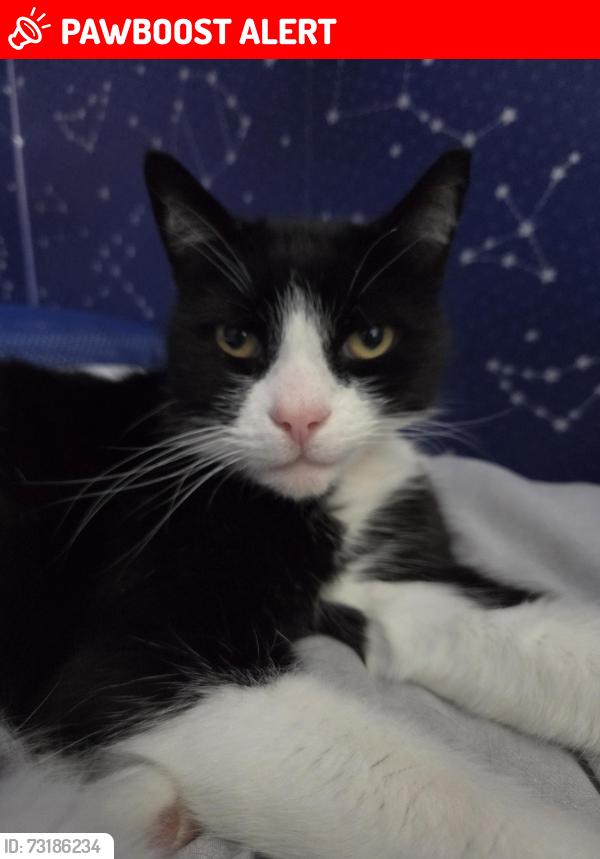 Lost Male Cat last seen Liberty Drive/ Long Lane Stannington S6, South Yorkshire, England 