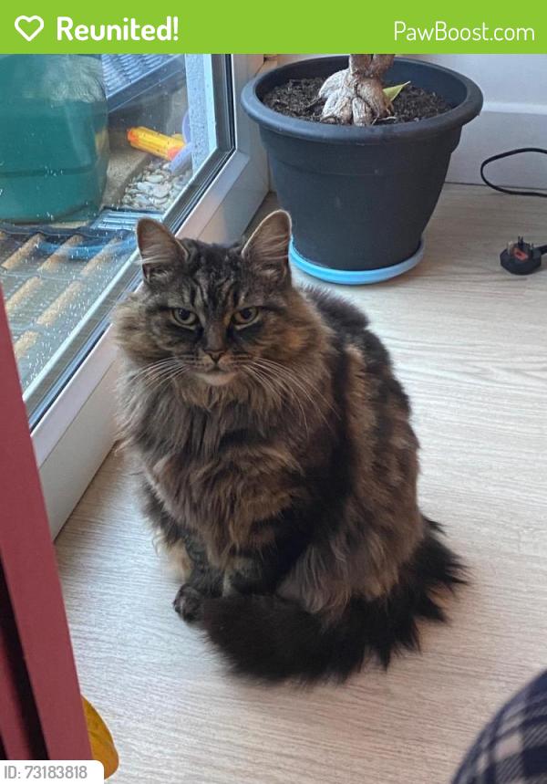 Reunited Female Cat last seen Woodfarm, Headington, England 