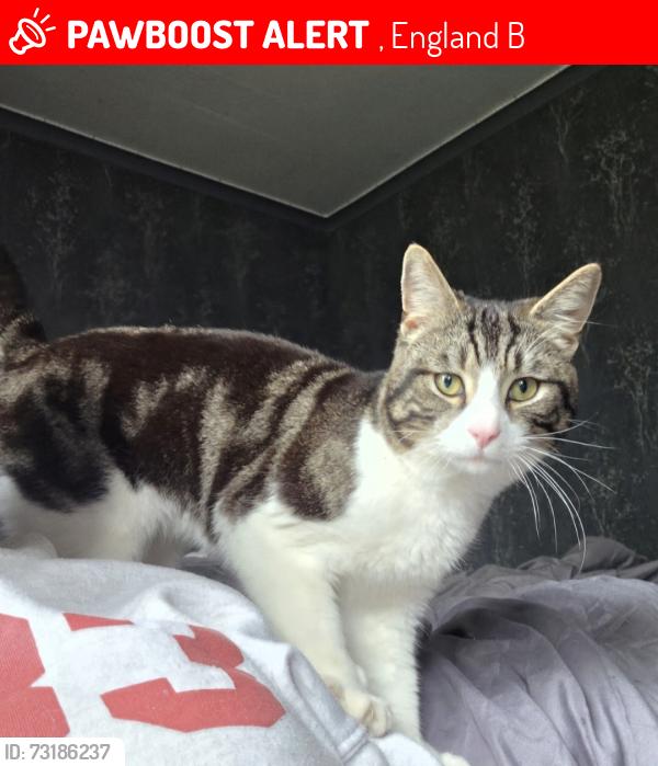 Lost Male Cat last seen Jiggins lane, , England B32