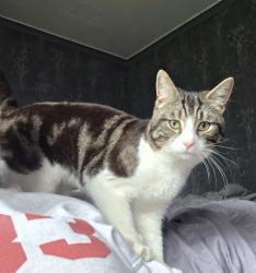 Lost Male Cat last seen Jiggins lane, , England B32