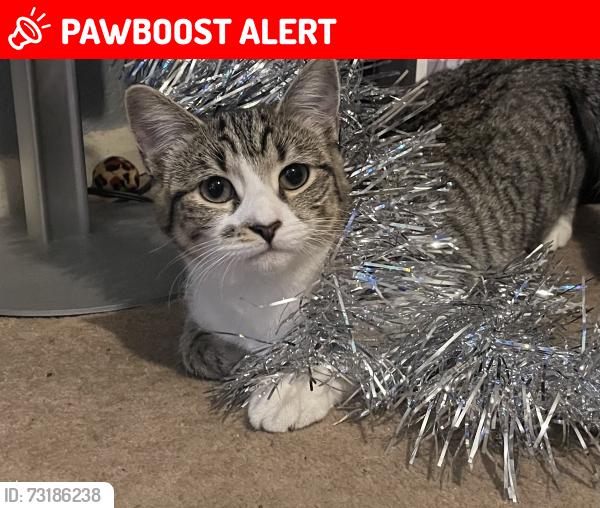 Lost Female Cat last seen Fellowes road, Peterborough, England 