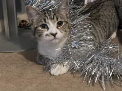 Lost Female Cat last seen Fellowes road, Peterborough, England 