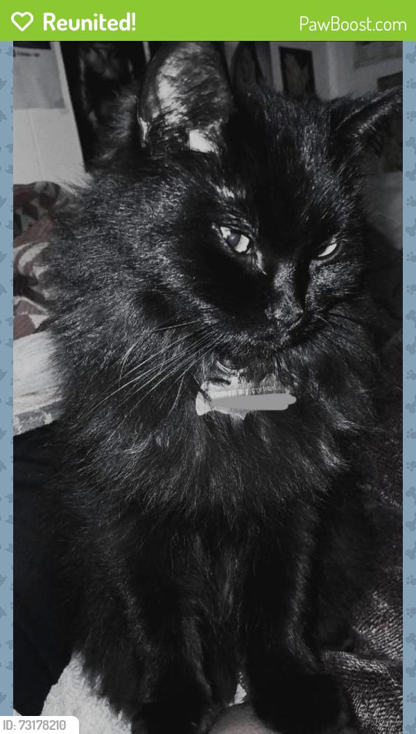 Reunited Female Cat last seen Near W Shore Dr, Belgrade, MT, Belgrade, MT 59714
