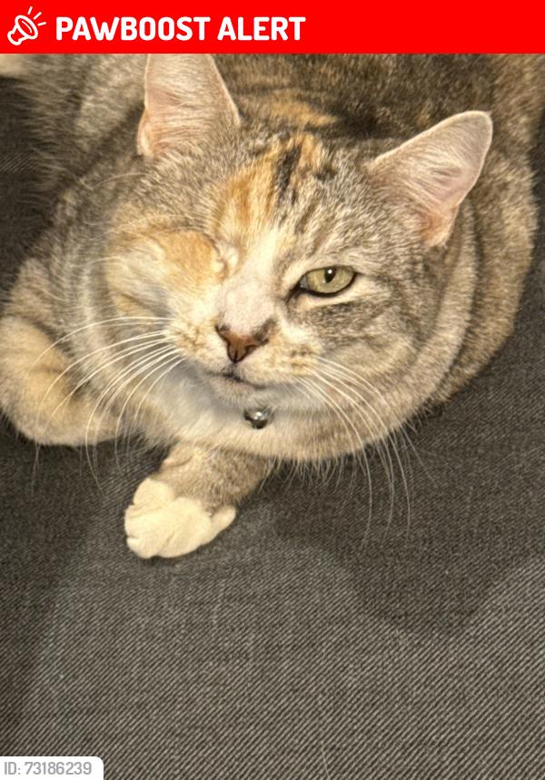 Lost Female Cat last seen Brandywood drive, Rutherford County, TN 37130