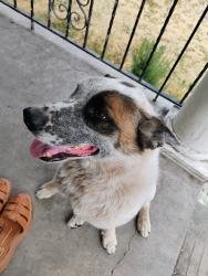 Reunited Male Dog last seen Rose park , Chicago street, Salt Lake City, UT 84116