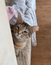 Reunited Female Cat last seen sunnyside road Higham road, Buckinghamshire, England 
