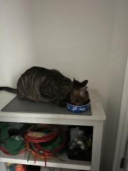 Reunited Male Cat last seen Fox Run Neighborhood, Northglenn, CO 80233