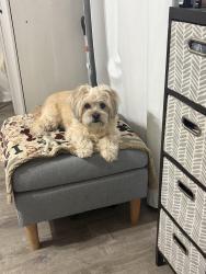 Lost Male Dog last seen Kewaskee, Rockford, IL 61104