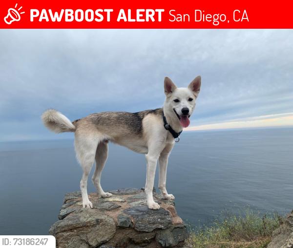 Lost Male Dog last seen Near Guthrie way street, San Diego, CA 92114