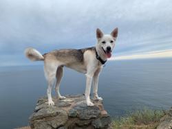 Lost Male Dog last seen Near Guthrie way street, San Diego, CA 92114