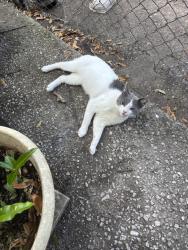 Lost Male Cat last seen North street, nova rd, pal center, Daytona Beach, FL 32114