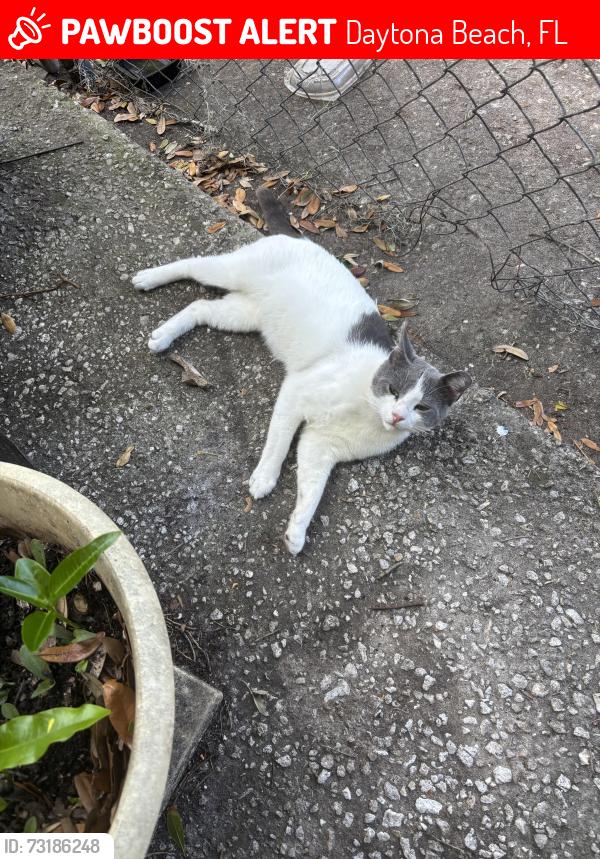 Lost Male Cat last seen North street, nova rd, pal center, Daytona Beach, FL 32114