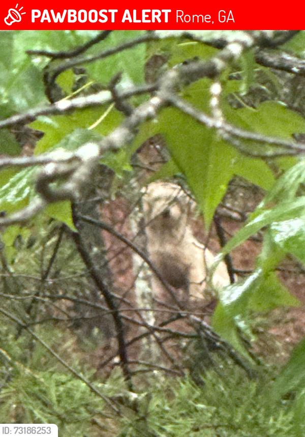 Lost Male Dog last seen Near Callier springs road, Rome, GA 30161