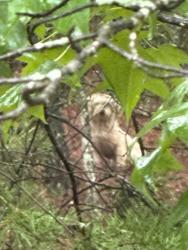 Lost Male Dog last seen Near Callier springs road, Rome, GA 30161