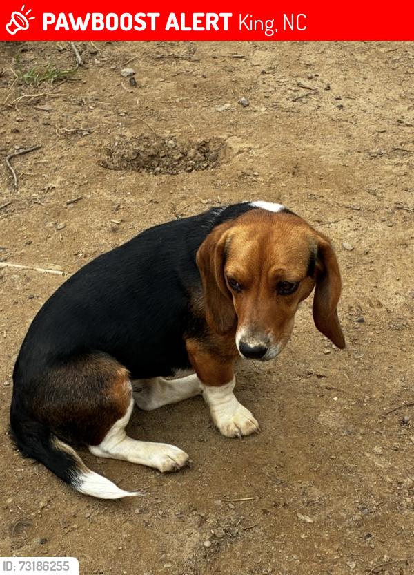 Lost Female Dog last seen Off of 66 highway between foodlion and chestnut grove road, King, NC 27021